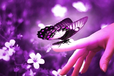 Purple Wallpapers For Computer