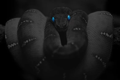 Black Snake Blue Eyes Wallpaper.jpg