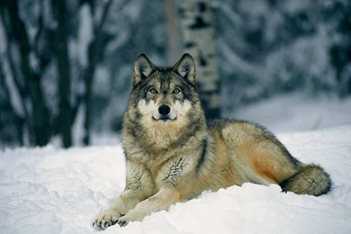 Gray Wolf Wallpapers