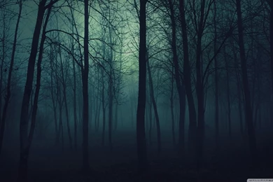 Dark Forest HD Desktop Wallpapers : High Definition : Fullscreen ...