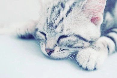 Cute Kitten Cute Kittens Wallpapers 18562234 Fanpop PowerballForLife