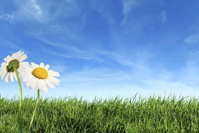 Spring Nature Wallpapers HD Wallpapers Lovely