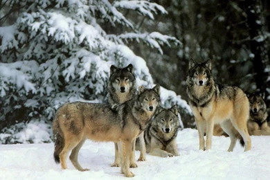 Wolves` World Wolves Wallpapers (12873047) Fanpop
