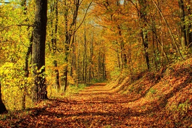 Fall Wallpapers Hd 1367703