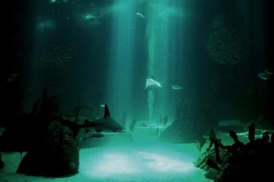 Underwater Wallpapers Best Car 2015