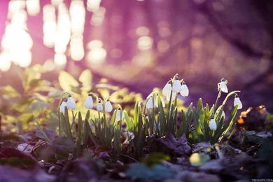 Spring Wallpapers HD Wallpapers