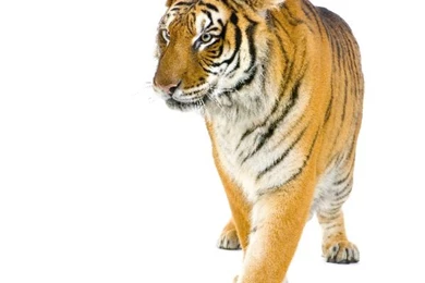 Tiger Walking In Front Of A White Backgrounds Tiger Facts And ...