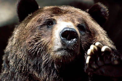 Brown Bear Pictures Wild Brown Bears Pictures