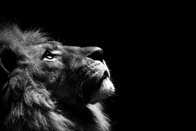 Lion Wallpapers Hd 1080p Black And White