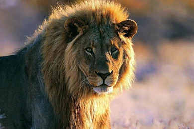 Lion wallpaper hd 1080p 318.jpg