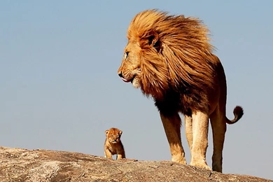 Hd Lion Wallpapers Wallpapers HD Fine