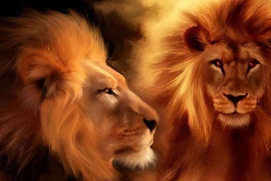HD Wallpapers Otife Lion Wallpapers Hd Lion Wallpapers 2 1532527