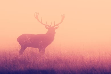 Deer Desktop Wallpapers , New Wallpapers, New Wallpapers