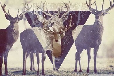 Magic Deer HD Desktop Wallpapers : Widescreen : High Definition ...