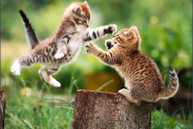 994 Animals Cat Cats Wallpapers Jpg PowerballForLife