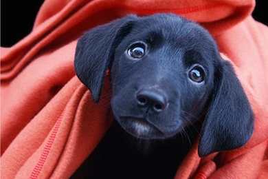 Black Lab Puppy Wallpapers 1152x864 232690