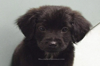 Black Lab Puppy Puppies Wallpapers 13984427 Fanpop PowerballForLife