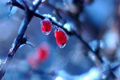 640x960 Frozen Fruits In Winter Iphone 4 Wallpapers