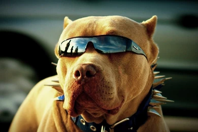 HD Funny Animals Wallpapers