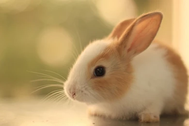 Rabbit Wallpapers