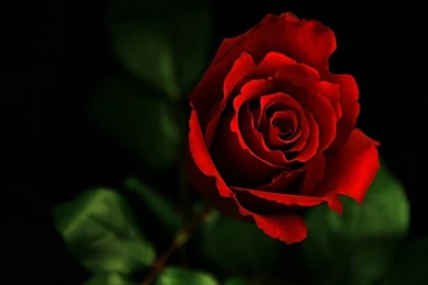 Red Rose Wallpapers