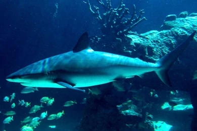 Pics, Facts, Funny Stuff About Animals & Nature Tiger Shark Wallpapers