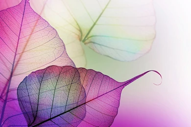 2560x1440 Transparent Mauve Leave Veins Wallpapers