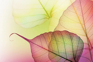 Transparent Wallpapers >> Backgrounds With Quality HD