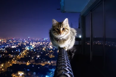 Cool cat wallpaper 73 Cute Cat Wallpapers