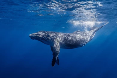 1680x1050 Humpback Whale Hd Wallpapers