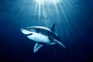 Shark Hd Wallpapers