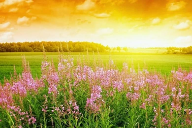 Free Download Full Hd Nature Wallpapers For PC Desktop Backgrounds