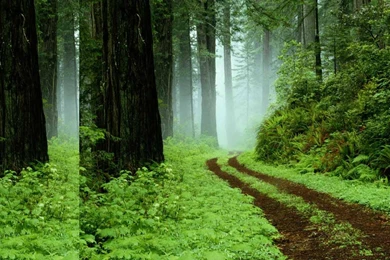 Green Forest Backgrounds