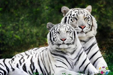 Animals Wallpapers Download_animal Wallpapers_download Free Wallpapers