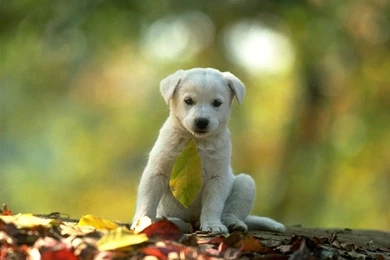 Animals Wallpapers_animal Wallpapers_download Free Wallpapers