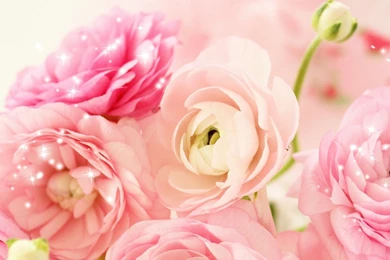 Free Download 25 Best Peach Flower HD Wallpapers 2015