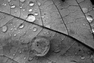 Grey Nature Backgrounds A5 Wallpapers