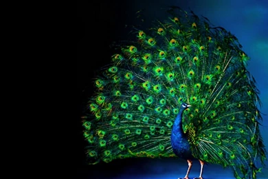 1280x960 Peacock Luminous Feathering Desktop PC And Mac Wallpapers