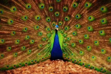 Peacock Wallpapers