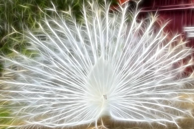 Peacock Wallpapers Desktop Wallpapers 39804