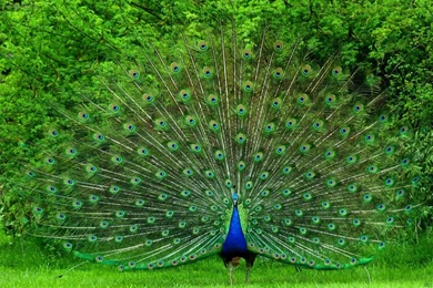 Colourful peacock