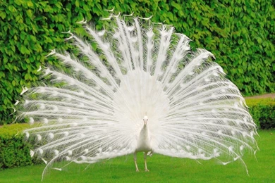 Peacock Inexperienced Wallpapers HD Images New