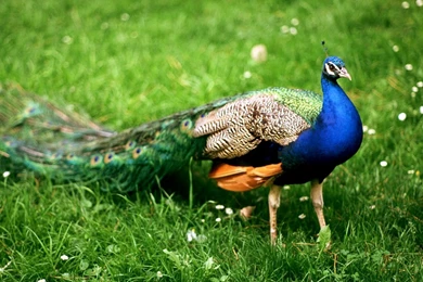 Colourful peacock