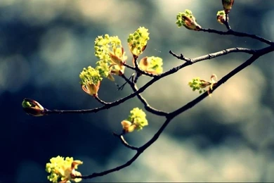 Top Widescreen Spring Hd Wallpaper Images For Pinterest