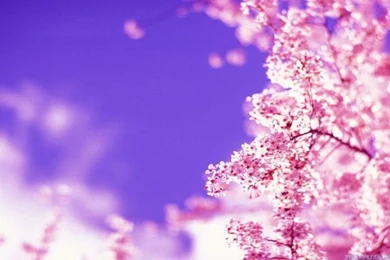 HD Quality Beautiful Spring 6 Wallpapers HD SiWallpapers 35