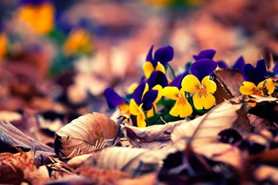 Spring Natural Wallpapers