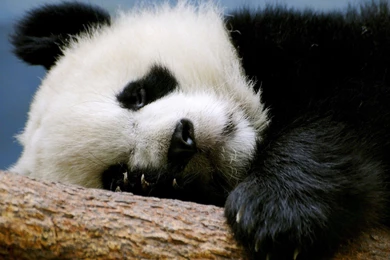Bears: Resting Panda Bear Animal Wallpapers Pictures Free For HD 16 ...