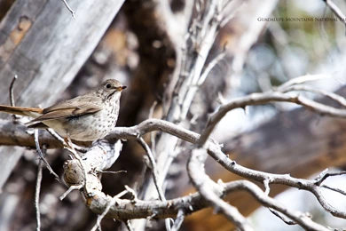 Desktop Wallpapers Guadalupe Mountains National Park (U.S. ...