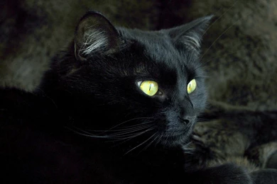 Black Cat And Gold Cat Eye Wallpapers Backgroun