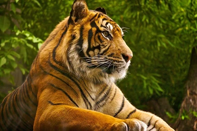 Sumatran Tiger Wallpapers